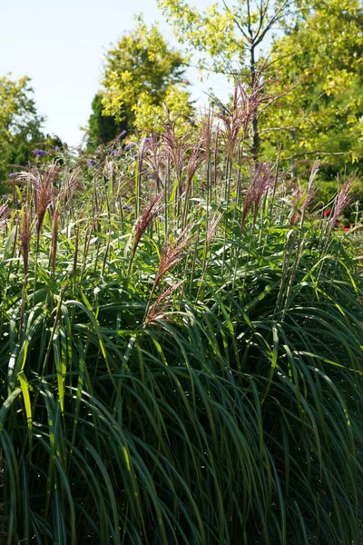 Natural shot of Chinese silver grass or Miscanthus sinensis