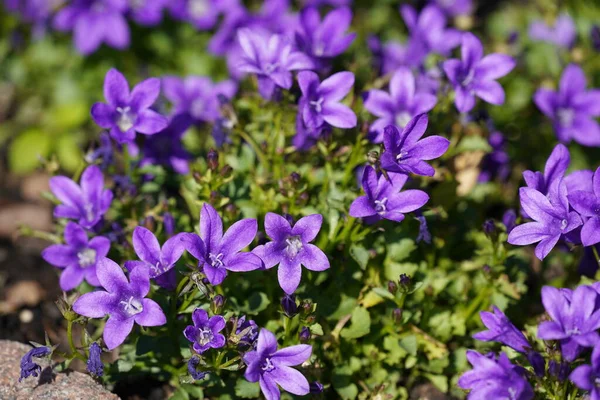 Bela Vista Sobre Flor Sino Bluebell Flores Campanula Rotundifolia — Fotografia de Stock