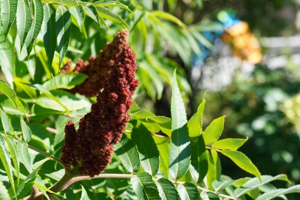 stock image Deer-horned sumac, or Fluffy sumac, Acetic tree, short-haired sumac, large virgin sumac