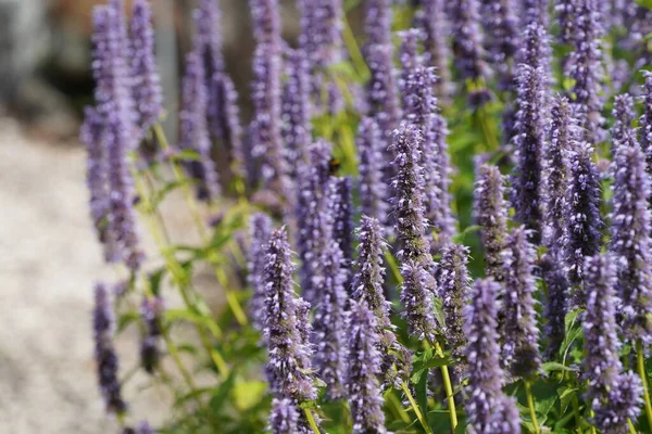 Longleaf Speedwell veya Veronica Longifolia