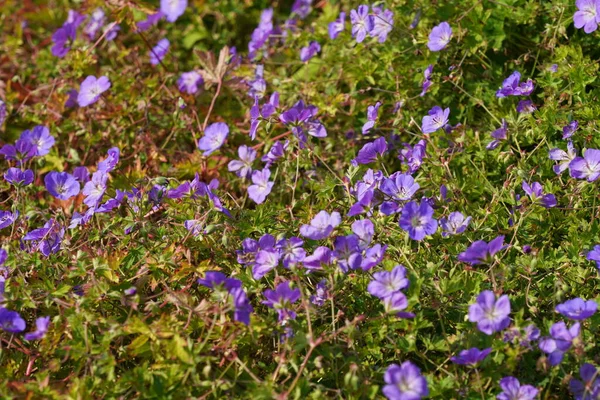 stock image Bloody cranesbill or Geranium sanguineum