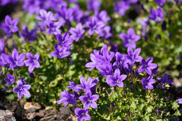 Gyönyörű Kilátás Nyílik Bluebell Harangvirág Vagy Campanula Rotundifolia Virágok — Stock Fotó