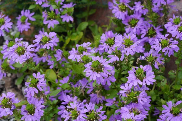Wróżkowe Kwiaty Lub Scaevola Aemula — Zdjęcie stockowe