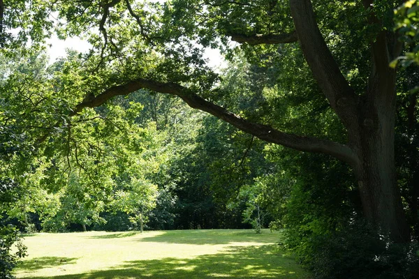 Piękne Zielone Rośliny Parku — Zdjęcie stockowe