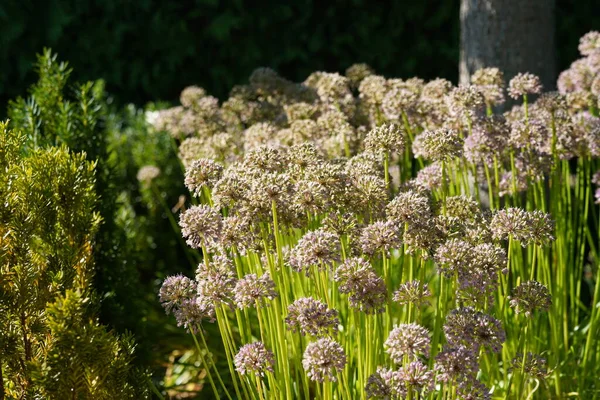 stock image Giant onion or Allium giganteum