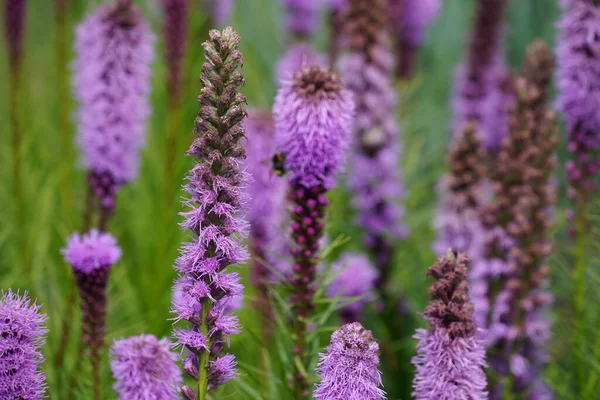 stock image Longleaf Speedwell or Veronica longifolia