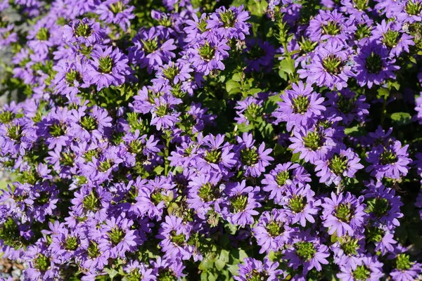 Beautiful Purple Fairy Fan Flowers Scaevola Aemula Royalty Free Stock Photos