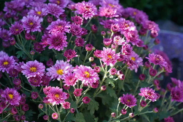 Beautiful View China Aster Callistephus Chinensis Flowers Stock Picture