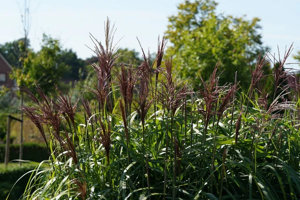 Natural Shot Chinese Silver Grass Miscanthus Sinensis Stock Picture