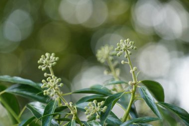Bulanık arkaplanda yeşil bitkiyi kapat 