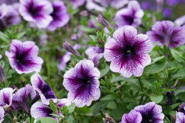 Renkli Petunya Çiçekleri, Yakın Çekim  