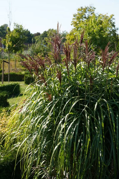 Natural shot of Chinese silver grass or Miscanthus sinensis