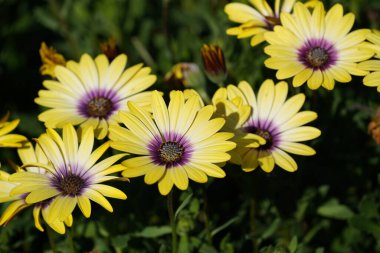Rudbeckia hirta ya da siyah gözlü coneflower, Blackeyes Susan, Brown Betty