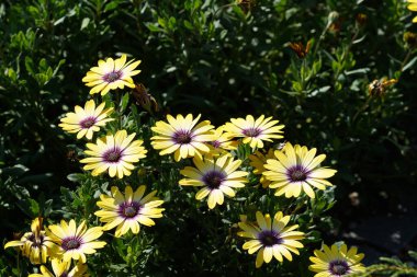 Rudbeckia hirta ya da siyah gözlü coneflower, Blackeyes Susan, Brown Betty
