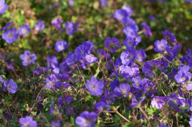 Kanlı vinç faturası ya da sardunya sanguinesi.