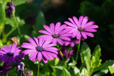 Osteospermum ecklonis, yaygın olarak Cape Marguerites olarak bilinir.