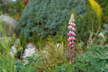 Bahçe lupanı veya Lupinus polyphyllus