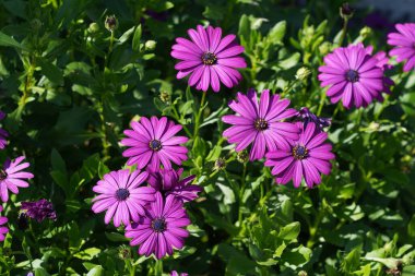 Osteospermum ecklonis, yaygın olarak Cape Marguerites olarak bilinir.