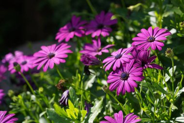 Osteospermum ecklonis, yaygın olarak Cape Marguerites olarak bilinir.