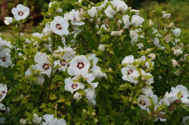 Beyaz Hibiscus rosa sinensis, gülotu, ayakkabı boyama