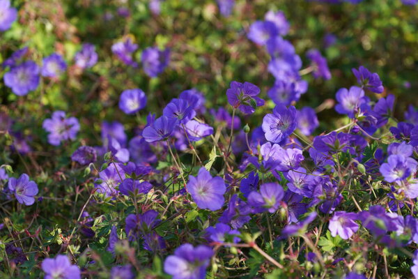 Кровавый черепаховый клюв или гераниевый сангинеум