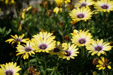 Yeşil bahçede güzel çiçekler