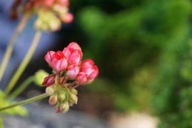 Bulanık bahçede güzel çiçekler