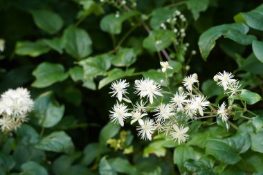 Yeşil bahçede güzel çiçekler