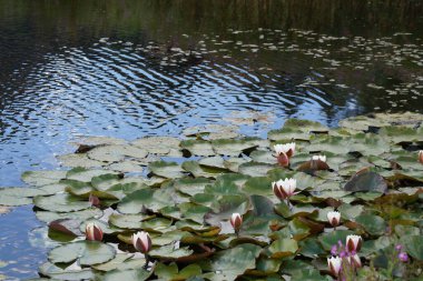 Gölette güzel nilüfer çiçekleri