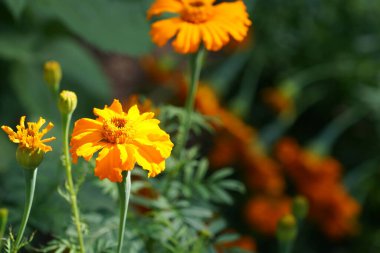 Yeşil bahçe içinde sarı çiçek