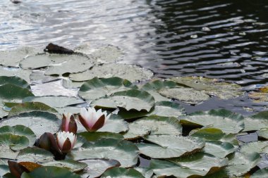 Gölette güzel nilüfer çiçekleri