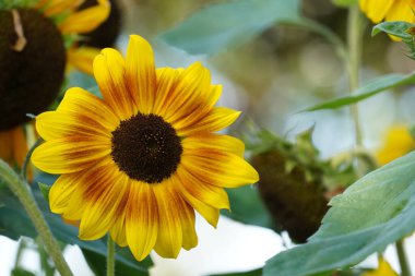 Bulanık bahçede güzel ayçiçekleri