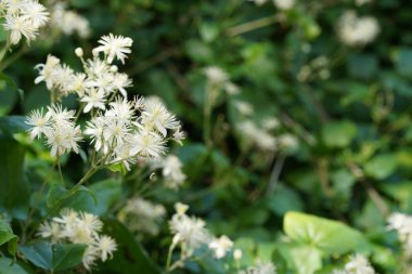 Yeşil bahçede güzel beyaz çiçekler