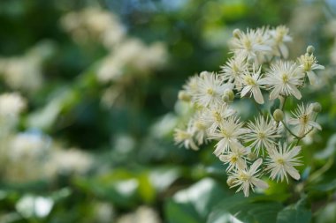 Bahçedeki güzel beyaz çiçekler
