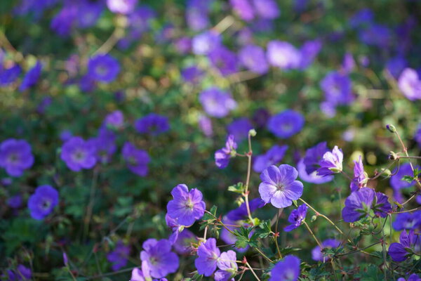 Красивые фиолетовые цветы в зеленом саду
