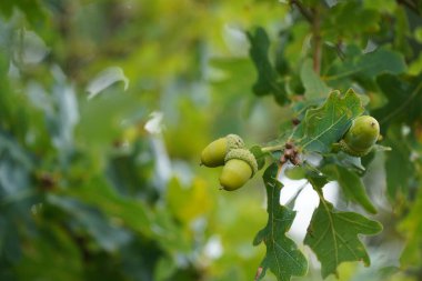 Bir ağacın yeşil meşe yaprakları