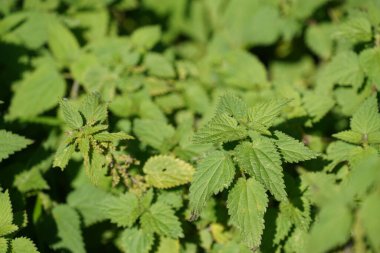 Bitkinin güzel yeşil yaprakları