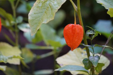 Bahçede yetişen kırmızı bitki