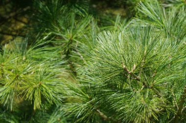 Yeşil çam ağacı dalları yakın çekim