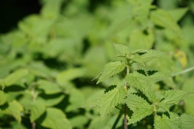 Bitkinin güzel yeşil yaprakları