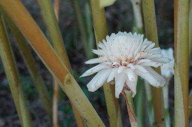 Bahçedeki güzel beyaz çiçek