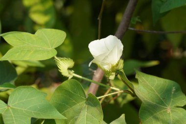 Bahçedeki güzel beyaz çiçek