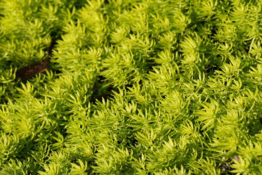 Güneş ışığıyla küçük yeşil yapraklar