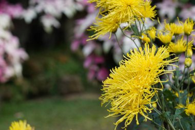 Bahçedeki güzel renkli çiçekler.