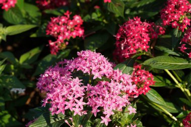 Bahçedeki güzel pembe çiçekler