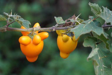 Ağaçta sarı ve turuncu bitkiler