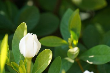 güzel beyaz çiçek yeşil bahçede