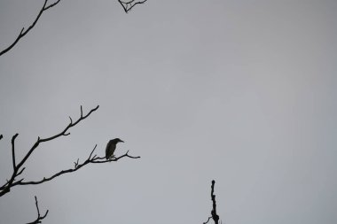 Ormandaki ağaçtaki kuşun silueti