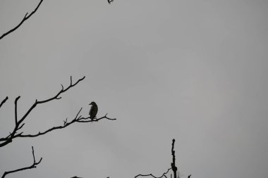 Ormandaki ağaçtaki kuşun silueti