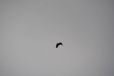 Bulutlu gökyüzünde uçan kuş